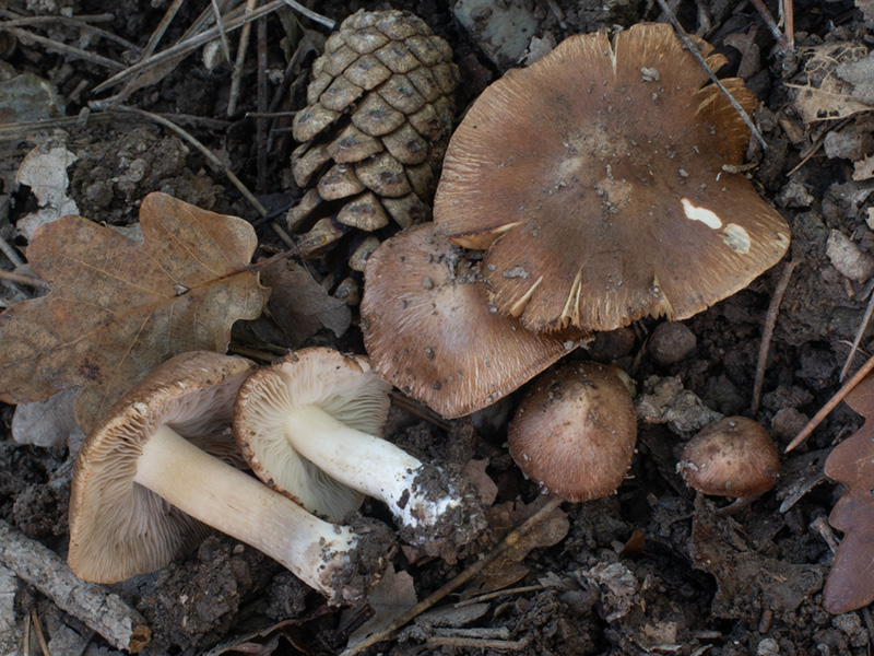 Inocybe metrodii